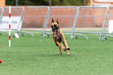 Agile canine competing in an obstacle course during a training session at a sports facility