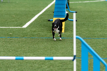 Dog running through agility course at outdoor training facility on sunny day
