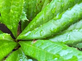 Water drop on an Eidothea leaf.