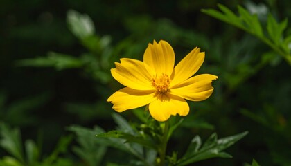 Close-up of a bright yellow flower