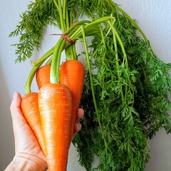carrots and green leafs