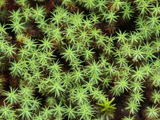Moss found in the cloud forest in Costa Rica