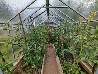 A small greenhouse on a family-run organic farm with ripening tomatoes inside, reflecting...