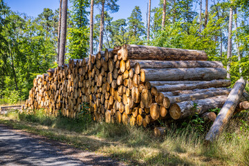 Forest pine and spruce trees. Log trunks pile, the logging timber wood industry