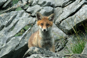 Cute little wild Red fox looking curiously into the camera, standing on a rocks.( Vulpes vulpes, Italian Alps). Wild animal in its habitat.