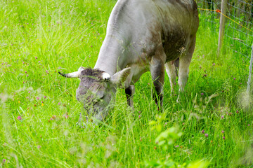 Gray cow of breed Rätisches Grauvieh grazing on meadow at organic farm at Swiss city of Zürich on...