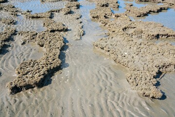 Sand and Rocks Scattered Across Coastal Mudflats