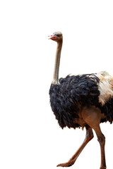 Ostrich isolated on white background with