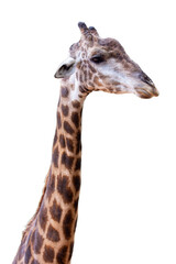 A neck-to-head view of a giraffe on a white background.