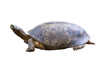 Baby testudo tortoise with shell isolated on white background