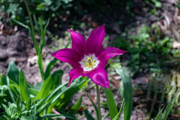 Tulipa humilis purple flower head in the lily family liliaceae closeup