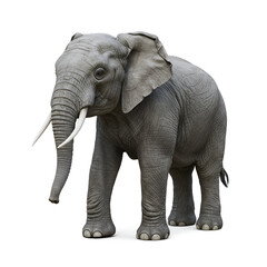 Obraz premium elephant isolated on white