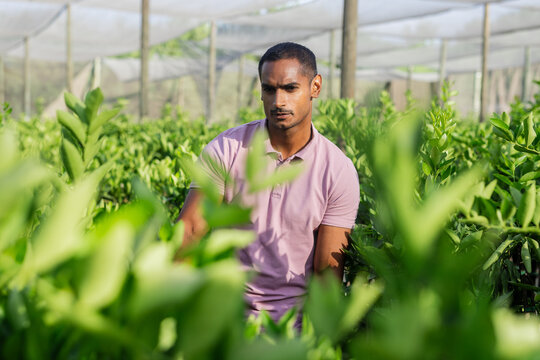 Asian man inspecting seedlings under shade netting at nursery wearing purple polo shirt