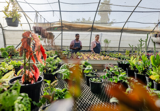 Diverse coworkers wearing aprons tending succulent pots and checking device in greenhouse nursery - Powered by Adobe
