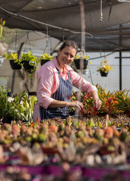 Female gardener trimming red-leaved succulent on nursery bench under shade cloth with hanging pots
