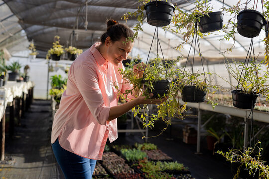 Senior woman leaning in greenhouse inspecting hanging black pots and seedling trays - Powered by Adobe