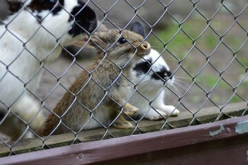 Brown and white rabbits standing behind a metal fence, looking out with curiosity. Farm animal close-up capturing innocence, gentle expression, and rural petting zoo life.