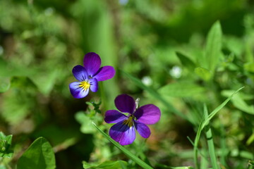 Fototapeta premium Close-up of two purple wild violet flowers blooming in green meadow on sunny day. Delicate petals and soft focus background create a peaceful and natural springtime scene. Viola tricolor hortensis