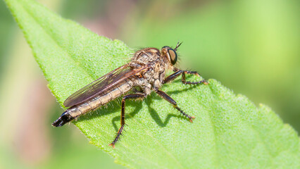 green shield bug