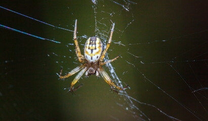 spider on the web