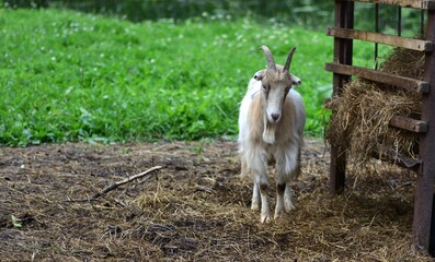 Obraz premium Single goat standing near hay feeder on farm, looking directly at camera. Captures rural charm, natural animal behavior, and simplicity of farm life in countryside environment.