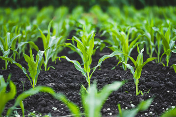 New young shoots growing in rich soil on a farm field