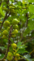 A brunch of figs tree with a lot of fruits and beautiful green leaves. Selective focus and vertical format