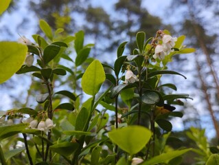 Lingonberry blooms in a finnish forest. Walking in the forest calms the mind and have many health benefits.