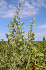 Bitter wormwood (Artemisia absinthium) bush grows in nature