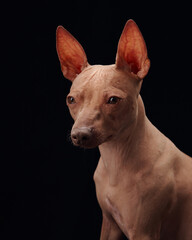 An American Hairless Terrier headshot against a black background, showcasing the dog's attentive...