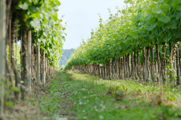 carefully planted young vineyards