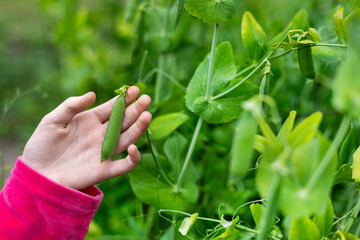 Child harvesting fresh green pea pod outdoors. A childs hand holds a ripe green pea pod on the vine...