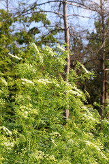 The poisonous plant Conium maculatum grows in nature