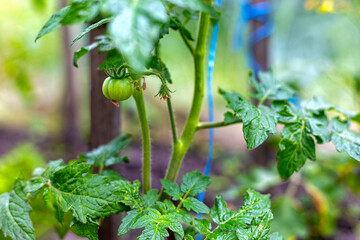 Unripe green tomato growing on garden vine. Close-up of an unripe green tomato hanging on the vine...