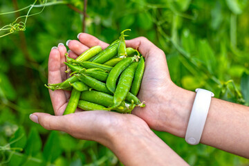 Freshly harvested green peas in human hands. A handful of fresh green peas held by a person in a...