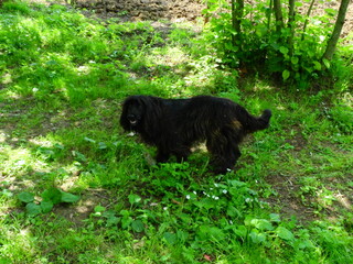 black small beautiful dog photo	