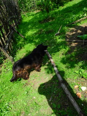 black small beautiful dog photo	