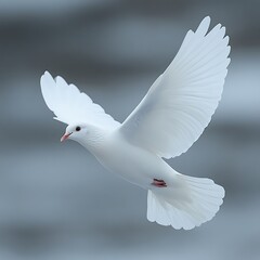 Fototapeta premium A graceful white dove in flight against a blurred background