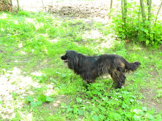 black small beautiful dog photo	