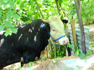 black and white big bull photo