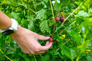 Hand picking ripe gooseberry from thorny bush. Close-up of a person harvesting a dark red...