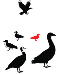 Set of Bird Silhouettes,  Flying, Standing, Walking, vector