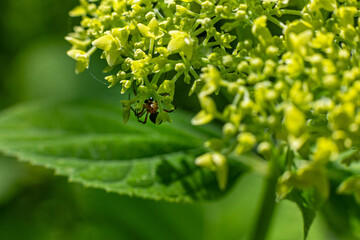 Spider hiding under yellow flower cluster. Close-up of a small spider camouflaged beneath bright...