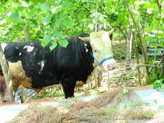 black and white big bull photo