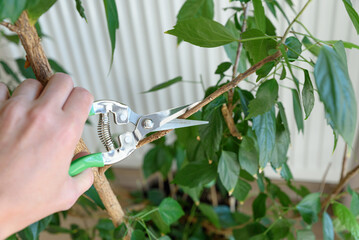 Woman cuts off a leaves with a pruner from hibiscus tree surrounded by lush greenery. Gardening...