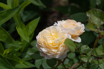  flower Crocus rose