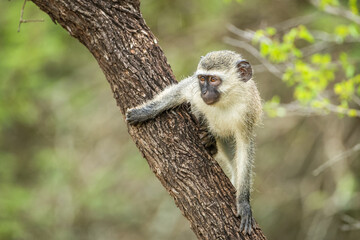 A curious young vervet monkey looking on from a tree