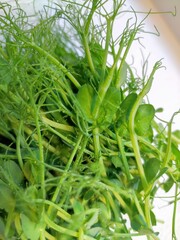 Vibrant Tangle of Dewy Green Pea Shoots and Tendrils