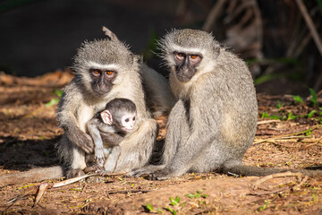A family of vervet monkeys sitting in the sun