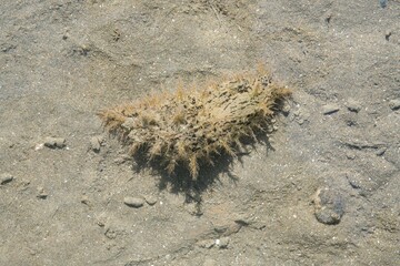 Bursatella leachii Sea Hare in Coastal Mudflats, New Zealand